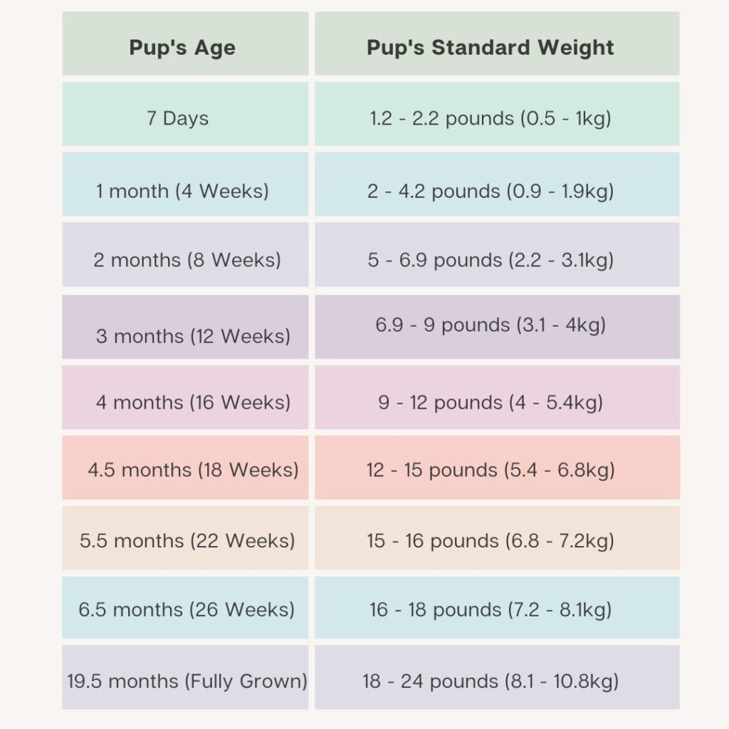 French Bull Dog - Growth Chart