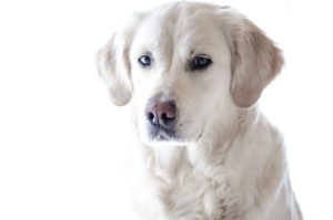 Labrador VS Golden Retriever