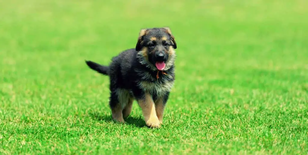 how to Potty Train a German Shepherd Puppy