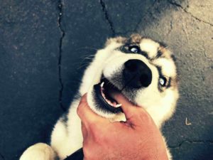 how to stop my dog from biting when excited