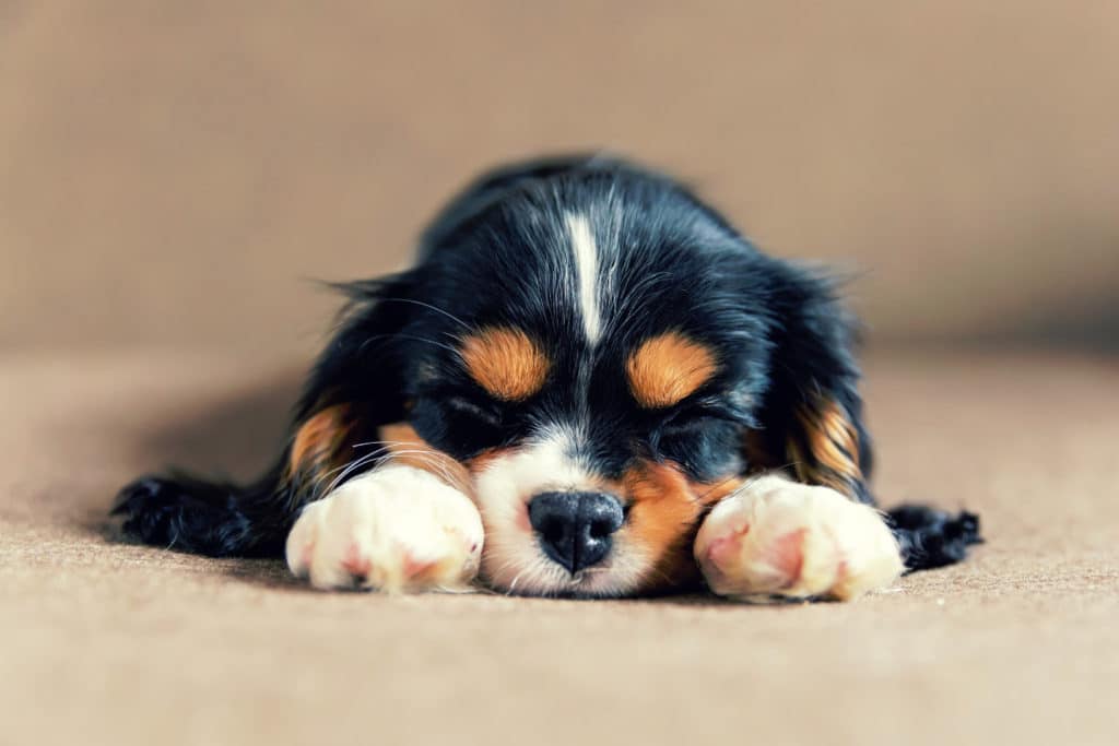 How to Deworm a Puppy