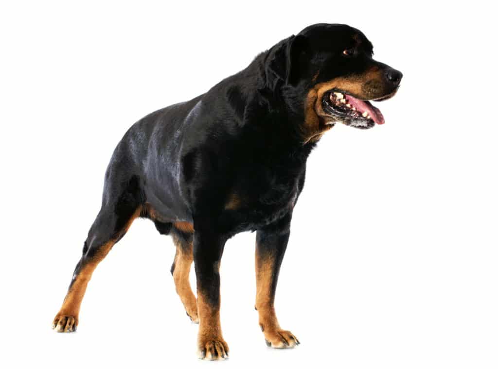 How to Build Muscle in Dogs