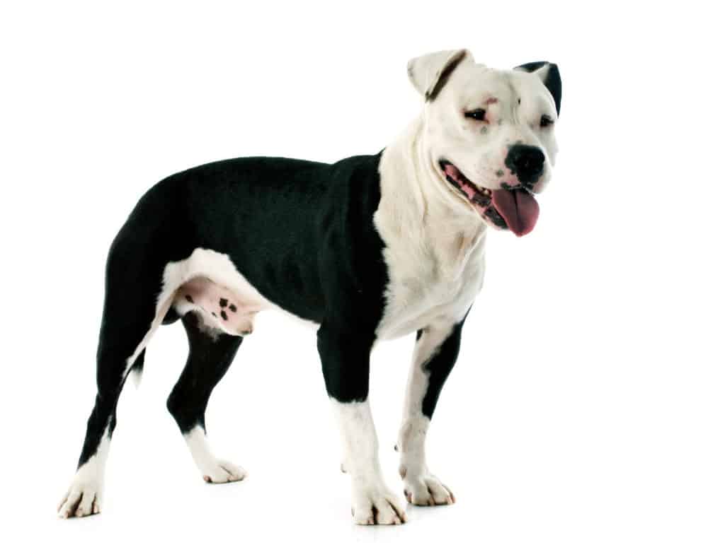 Pitbull Puppy