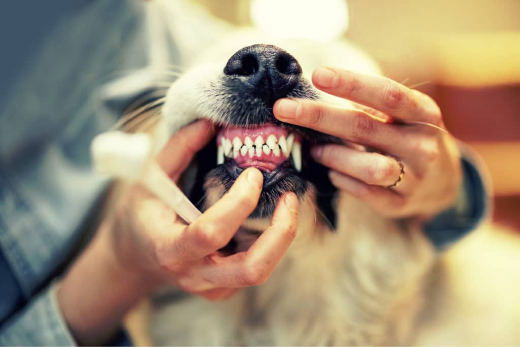 Puppy losing teeth