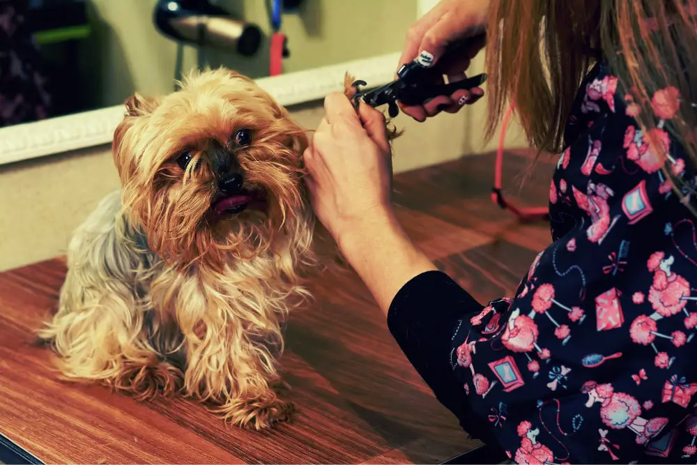 How to Trim Dog Nails