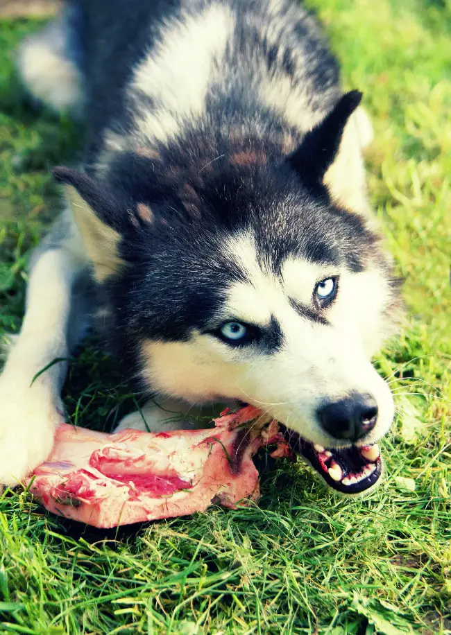 Can Dogs eat Raw Meat