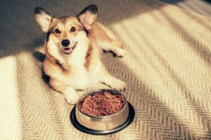 Is Homemade Dog Food Better