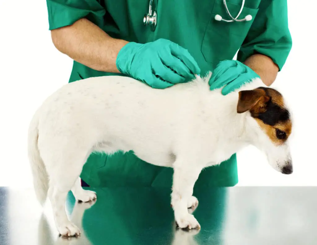 Tick fever in dogs